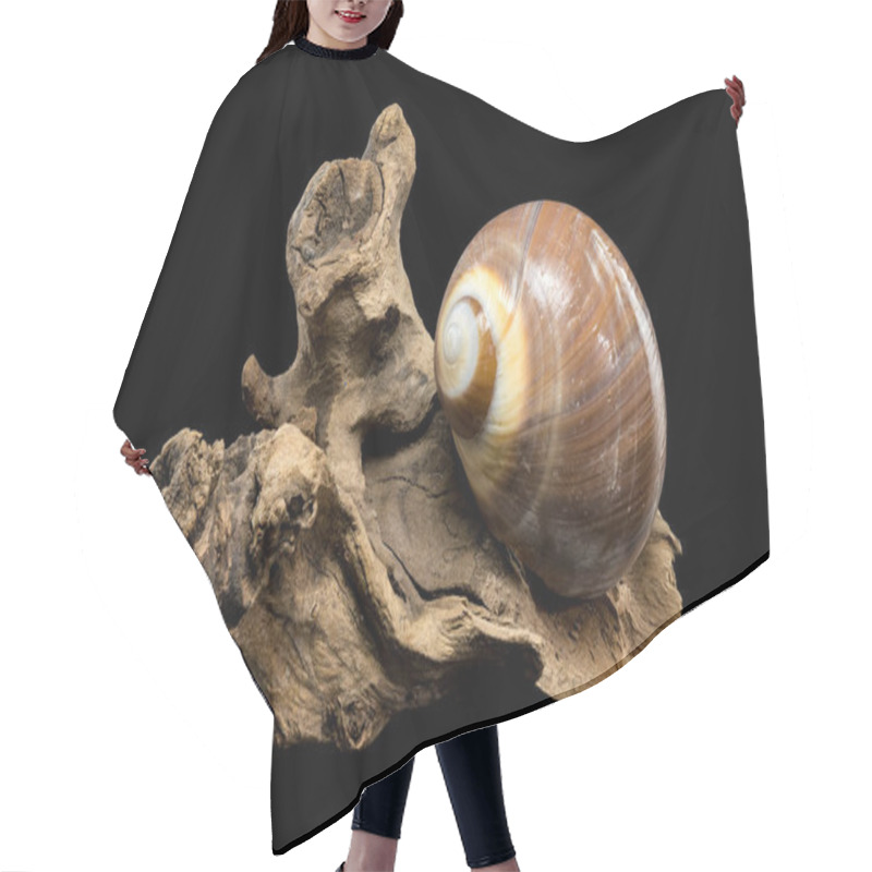 Personality  A Polished Brown Moon Snail Shell With Subtle Cream And White Spirals, Resting Elegantly On Textured Driftwood Against A Stark Black Background, Showcasing Its Natural Beauty And Smooth Finish Hair Cutting Cape