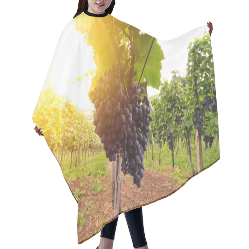 Personality  Red Grapes Lit By The Sun Hair Cutting Cape