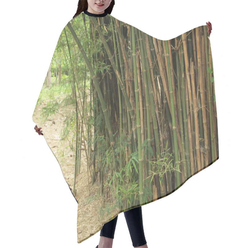 Personality  Bamboo Forest. Trees Background Inside Tropical Jungle Hair Cutting Cape