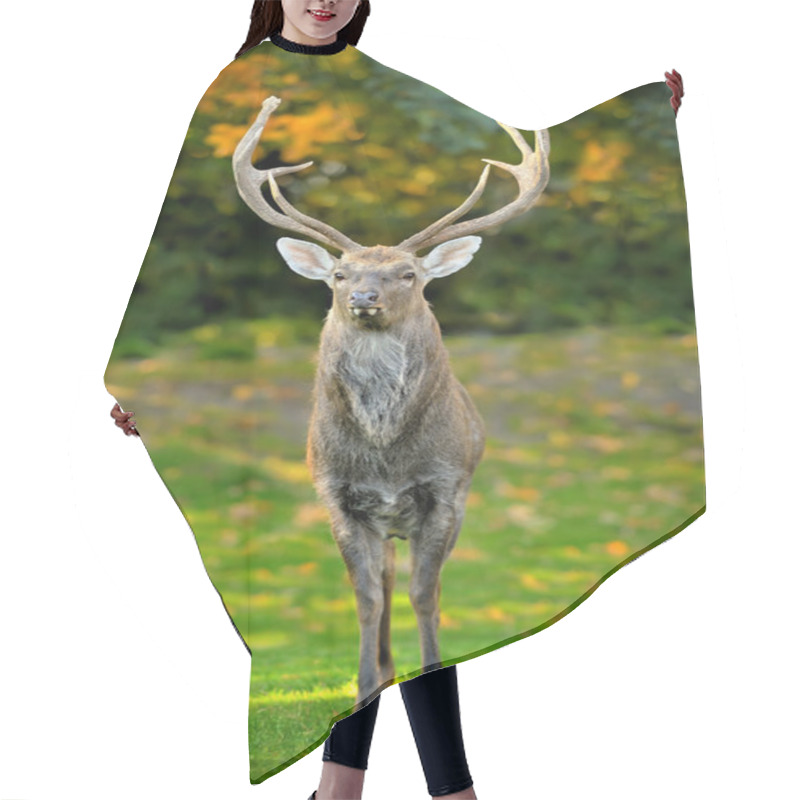 Personality  Beautiful Image Of Red Deer Hair Cutting Cape