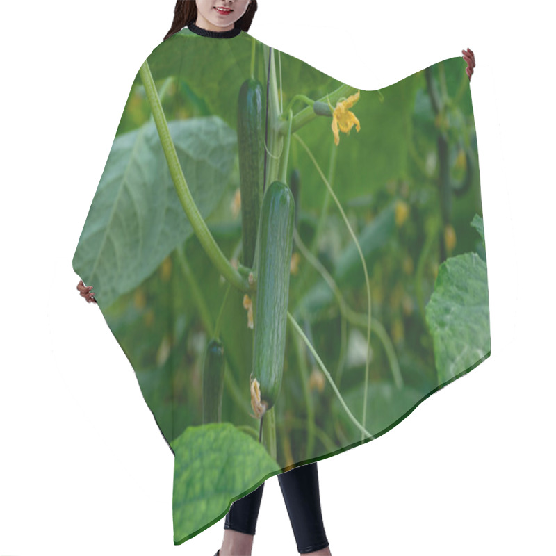 Personality  Young Green Cucumbers  Vegetables Hanging On Lianas Of Cucumber Plants In Green House Hair Cutting Cape