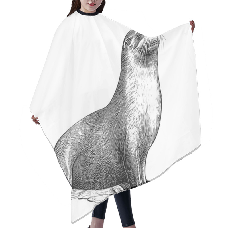 Personality  Fur Seal Hand Drawn Sketch Marine Animals Vector Illustration. Hair Cutting Cape