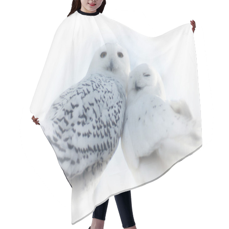 Personality  Close Up Of Two White Snowy Owls In Love Leaning On Each Other Hair Cutting Cape