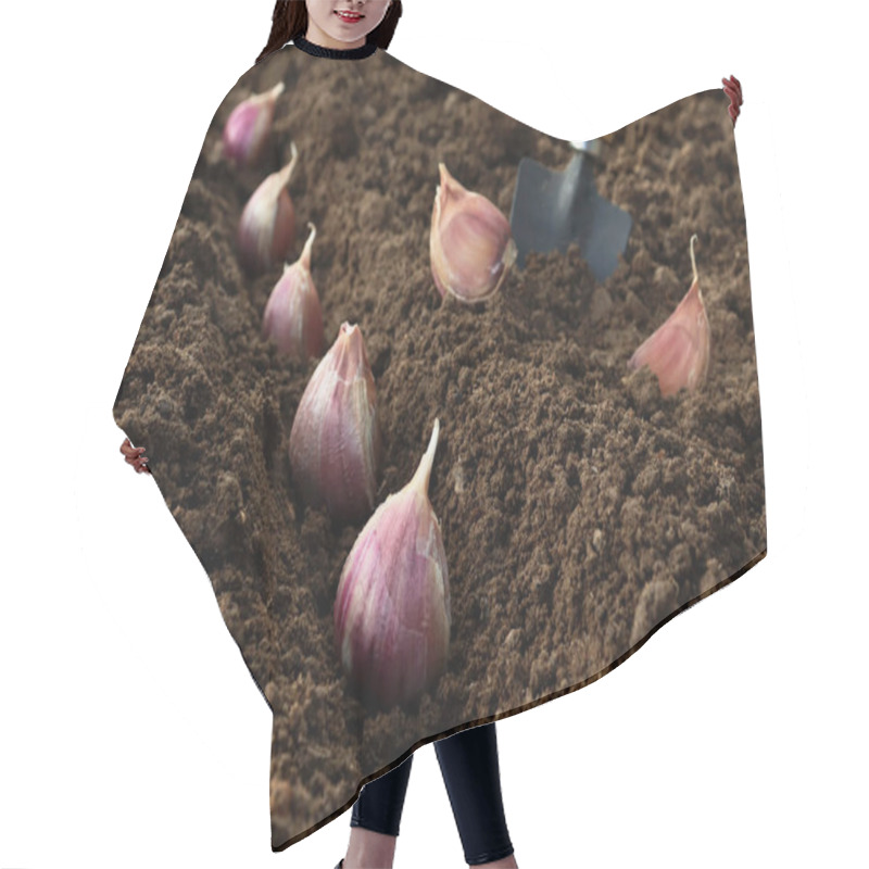 Personality  Planting And Growing Garlic In The Ground In The Beds By The Line Method In Autumn Or Spring. Hair Cutting Cape