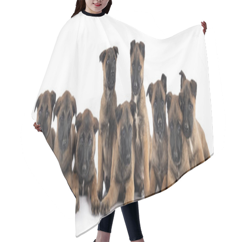 Personality  Puppies Malinois In Studio Hair Cutting Cape