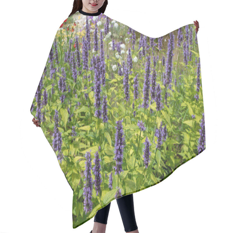 Personality  Agastache Foeniculum Or Giant Hyssop Flowering Plant With Spikes Of Dark Blue Flowers. Hair Cutting Cape