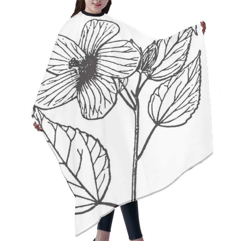 Personality  Picture Is Showing The Hibiscus Plant. It Is Showing Its Leaves And Flowering Part. Flower Consists Of Five To Six Petals. Leaves Are Large In Size, Vintage Line Drawing Or Engraving Illustration. Hair Cutting Cape