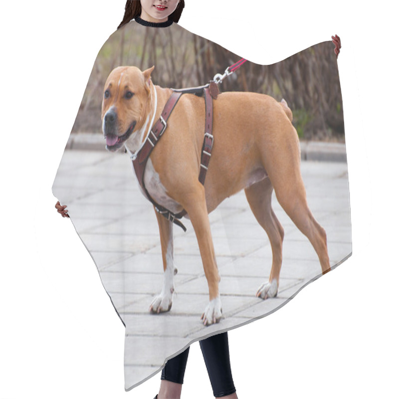 Personality  Staffordshire Terrier For A Walk Hair Cutting Cape