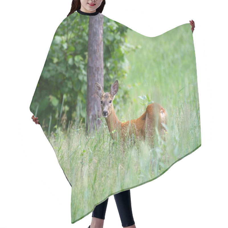 Personality  Roedeer Over The Forest Background ( Capreolus Capreolus ) Hair Cutting Cape