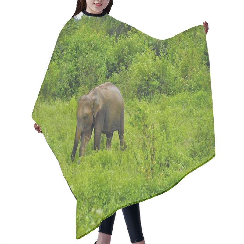 Personality  Baby Elephant In Real Wild Hair Cutting Cape