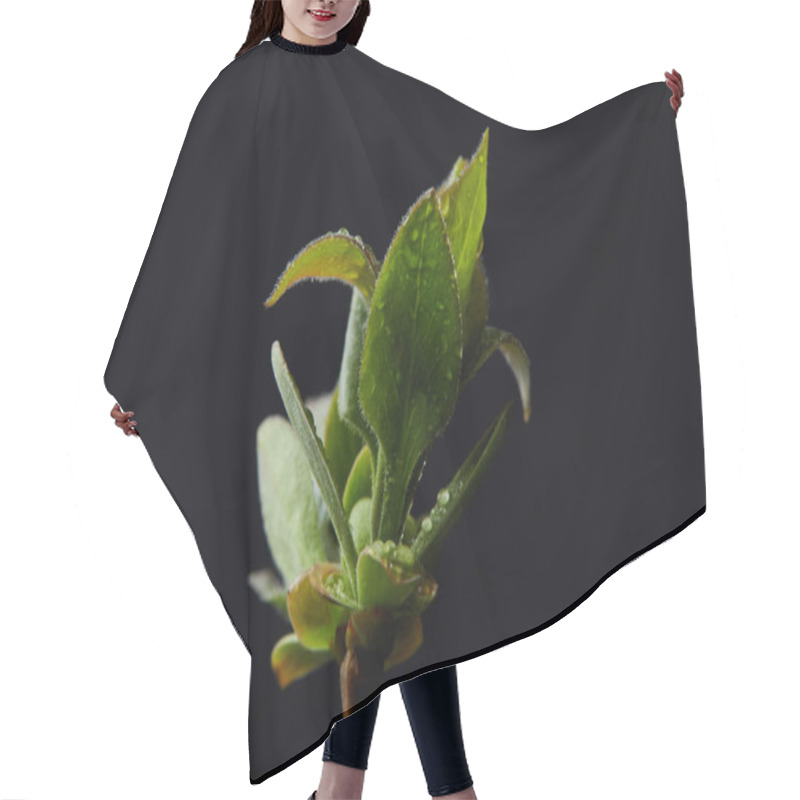 Personality  Closeup Image Of Plant Leaves With Water Drops Isolated On Black Background Hair Cutting Cape