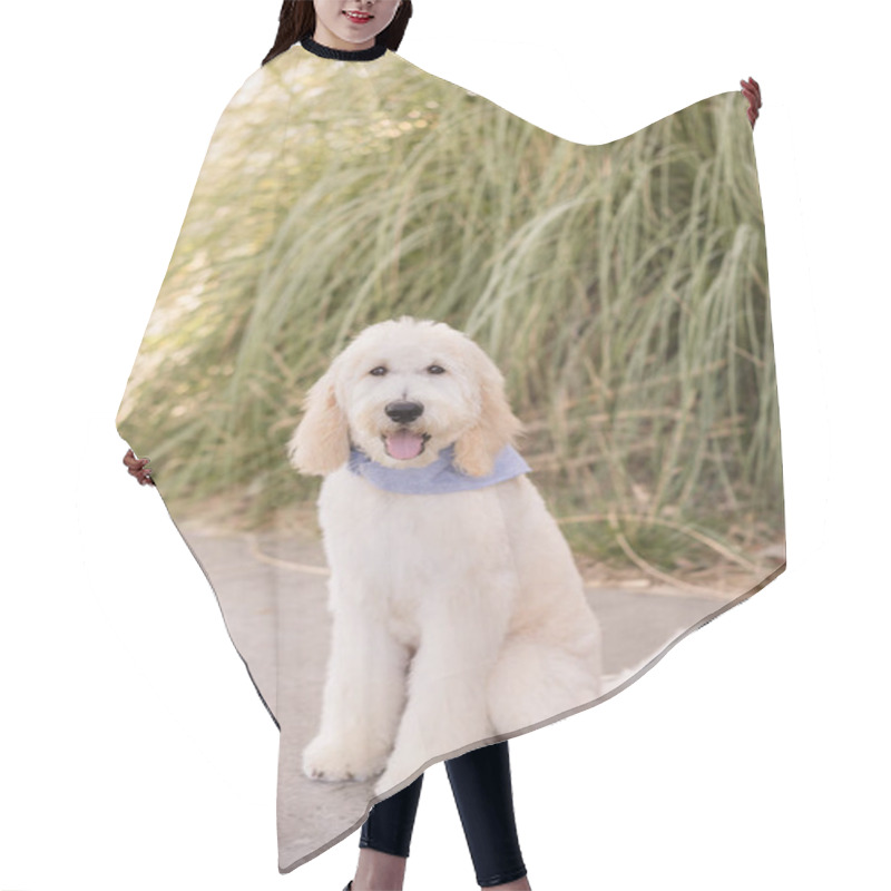 Personality  Happy Dog Looking At Camera Sitting On A Sidewalk Hair Cutting Cape