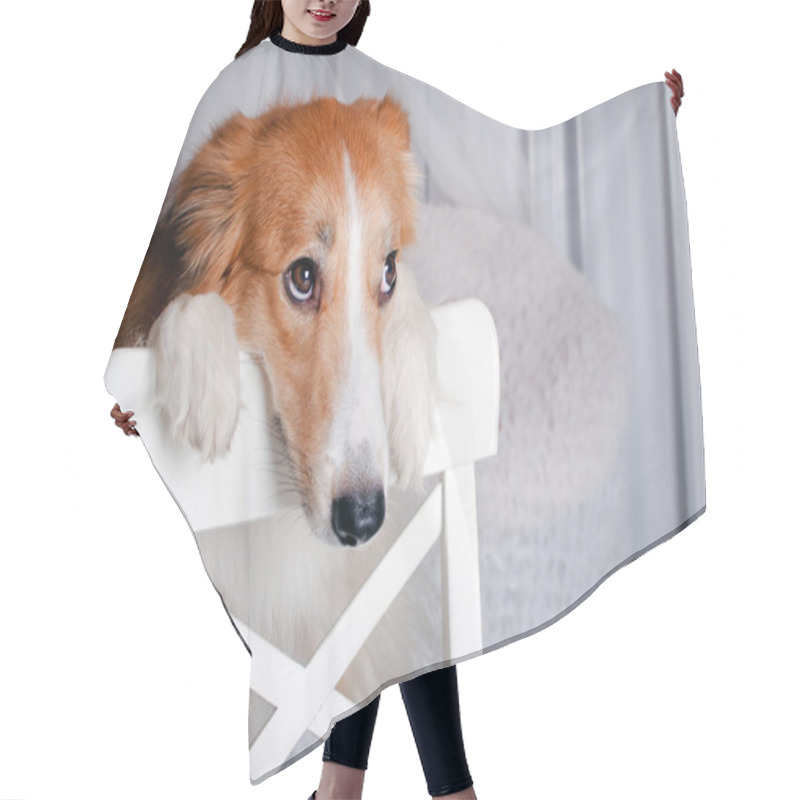 Personality  Border Collie Dog Portrait In Studio Hair Cutting Cape