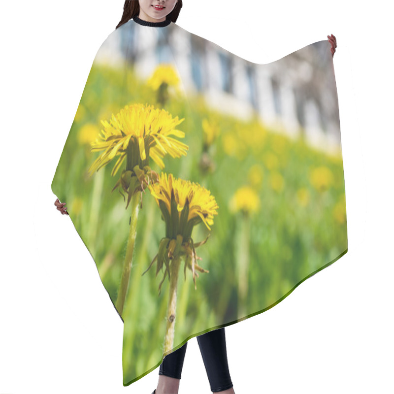 Personality  Close Up Of Dandelions On The Hill Hair Cutting Cape