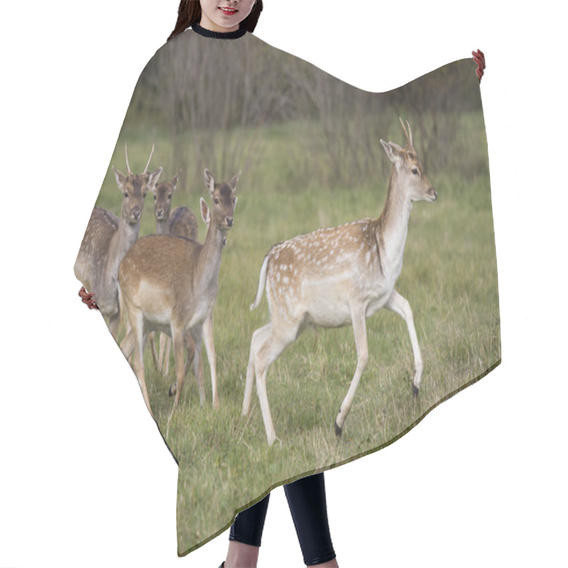 Personality  Young Deer Flock Running Hair Cutting Cape