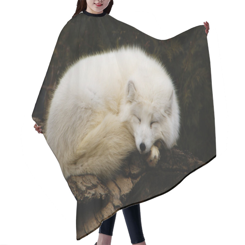 Personality  Arctic Fox Hair Cutting Cape