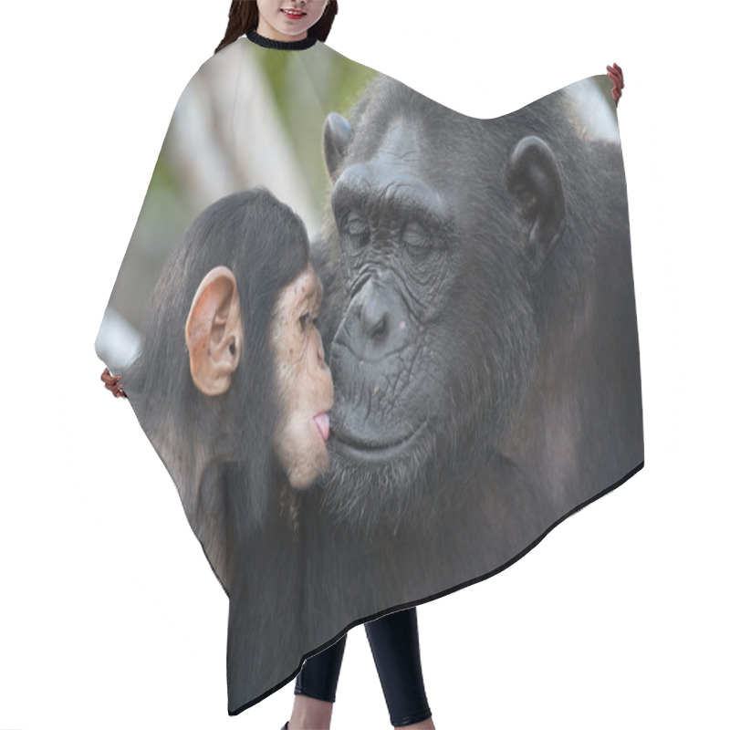 Personality  Funny Chimpanzee, Republic Of The Congo Hair Cutting Cape