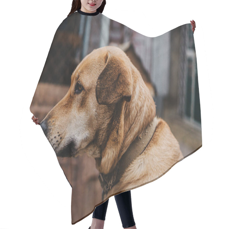 Personality  Brown Shepherd Dog With A Collar On The Street Hair Cutting Cape