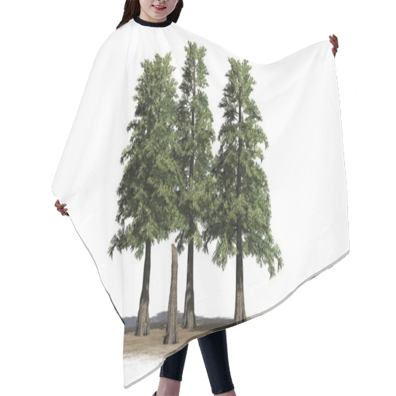 Personality  Western Red Cedar Tree Cluster On A Sand Area - Isolated On White Background Hair Cutting Cape