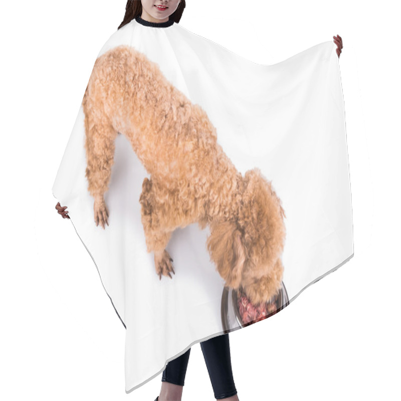 Personality  Poodle Dog Enjoying Her Nutritious And Delicious Raw Meat Meal Hair Cutting Cape