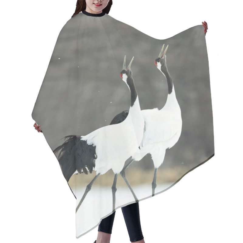 Personality  The Ritual Marriage Dance Of Cranes. The Red-crowned Cranes. Scientific Name: Grus Japonensis, Also Called The Japanese Crane Or Manchurian Crane, Is A Large East Asian Crane. Hair Cutting Cape