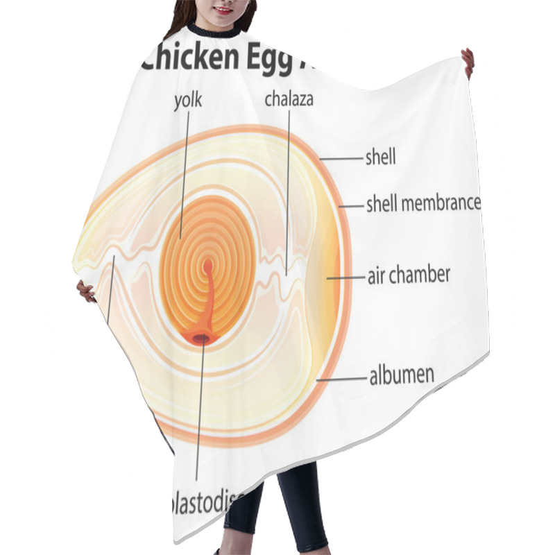 Personality  Chicken Egg Anatomy Hair Cutting Cape