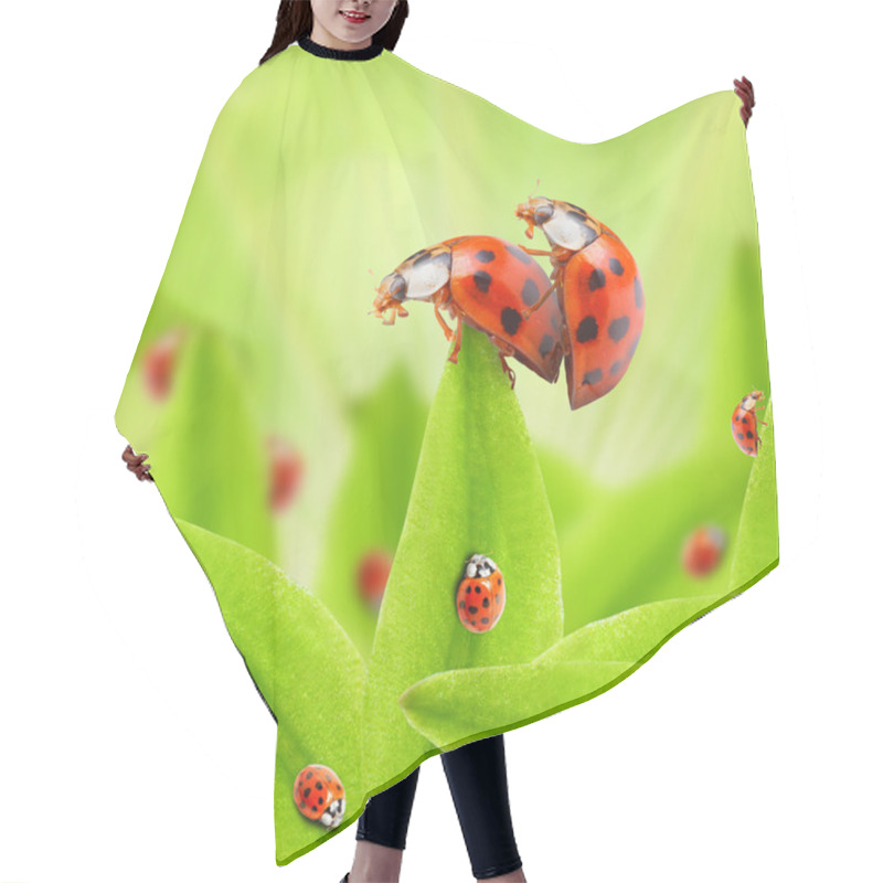 Personality  Love Making Ladybugs Couple. Hair Cutting Cape