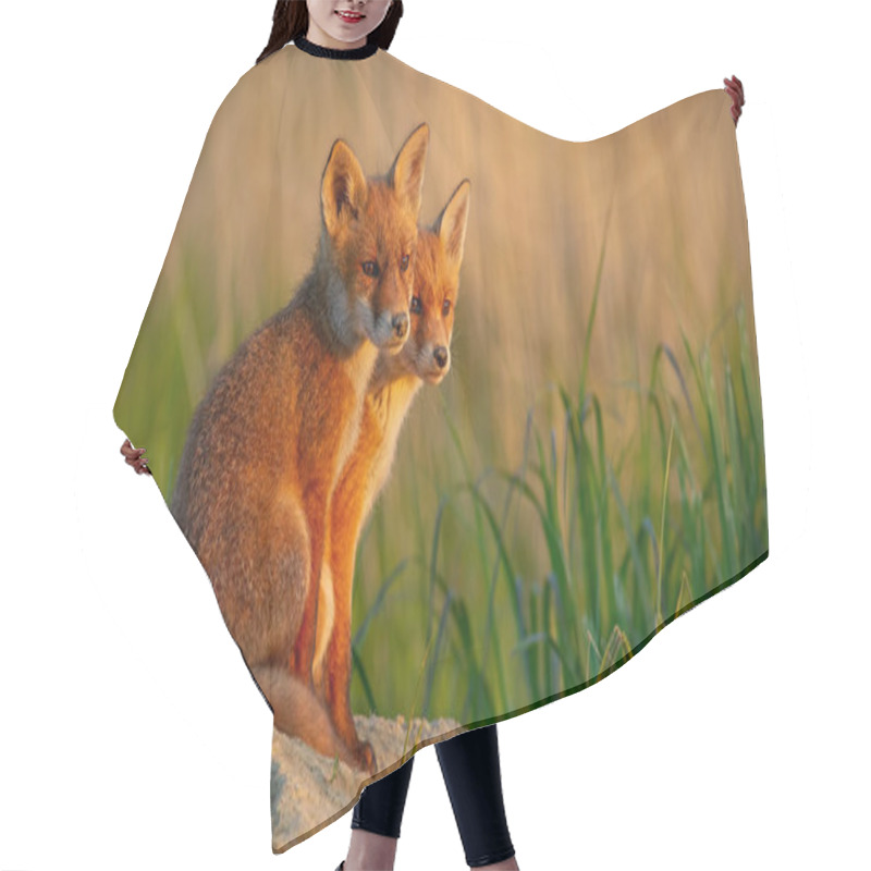 Personality  Red Fox Little Cubs Near Den Sitting Close Together. Hair Cutting Cape