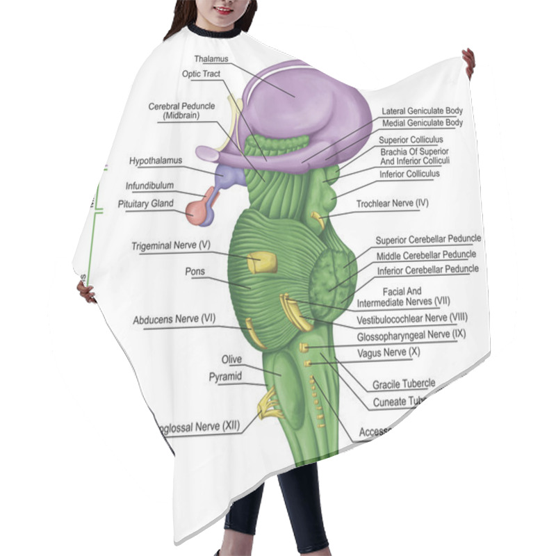 Personality  Brainstem, Brain Stem, Lateral View, Adjoining And Structurally Continuous With The Spinal Cord, Parts Of The Diencephalon, Motor And Sensory Innervation To The Face And Neck Via Thecranial Nerves Hair Cutting Cape