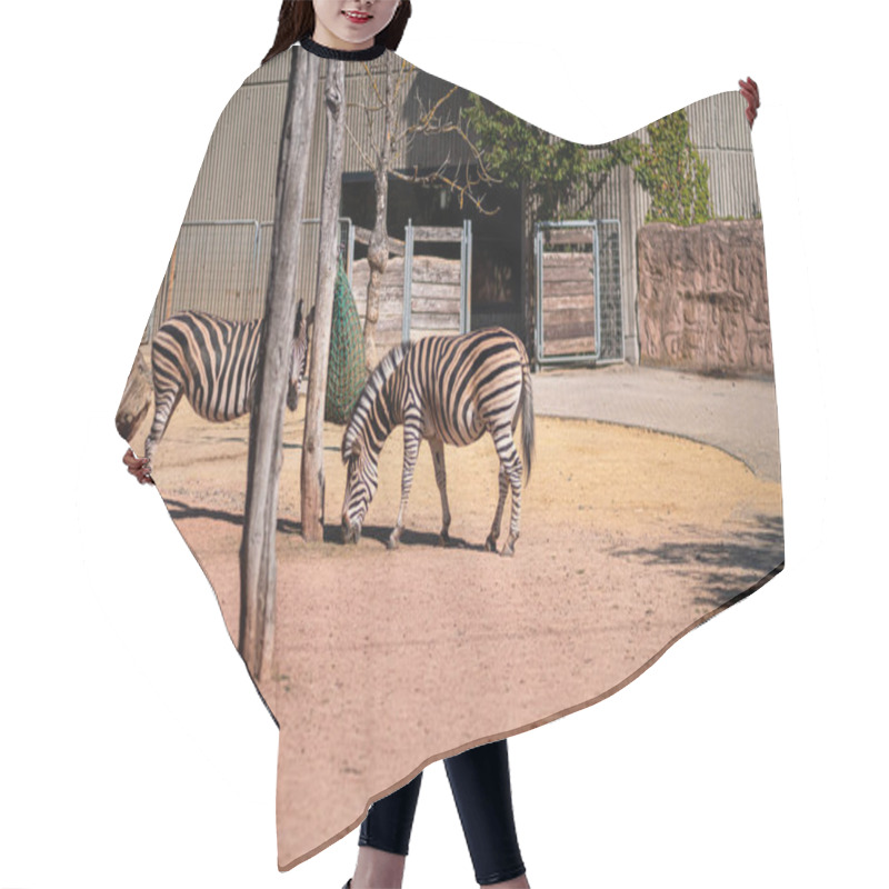 Personality  Zebras Grazing Peacefully In A Zoo's Outdoor Habitat Featuring Sandy Ground, Wooden Fences, And Green Foliage Under The Warm Sunlight. Captures A Calm And Natural Wildlife Setting. Hair Cutting Cape