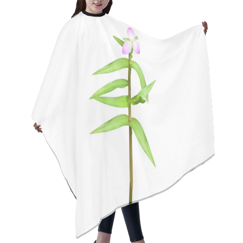 Personality  Murdannia Or Asiatic Dewflower Plant With Flowers Isolated On White Background Hair Cutting Cape