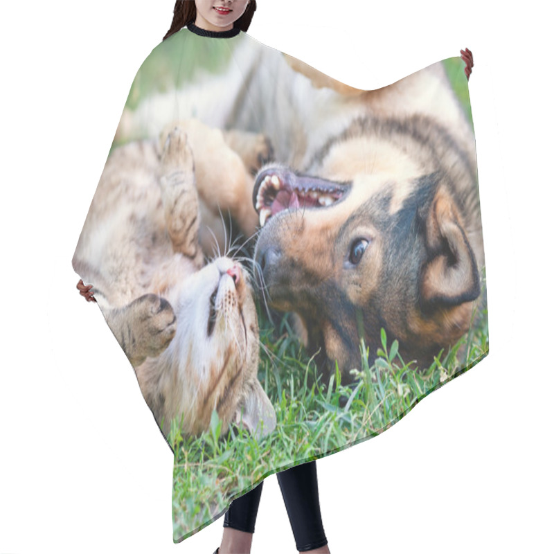 Personality  Dog And Cat Playing Together Outdoor.Lying On The Back Together Hair Cutting Cape