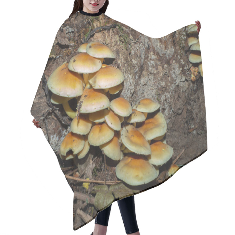 Personality  Group Of Armillaria On On An Old Wooden Stump Hair Cutting Cape