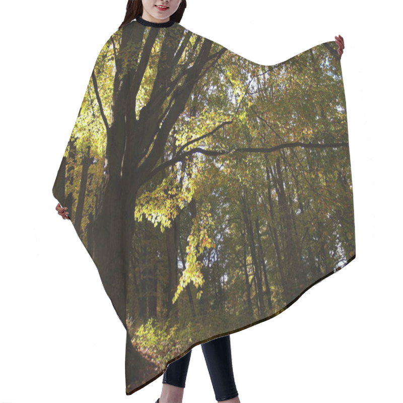 Personality  Beautiful Autumn Foliage In Forest  Hair Cutting Cape