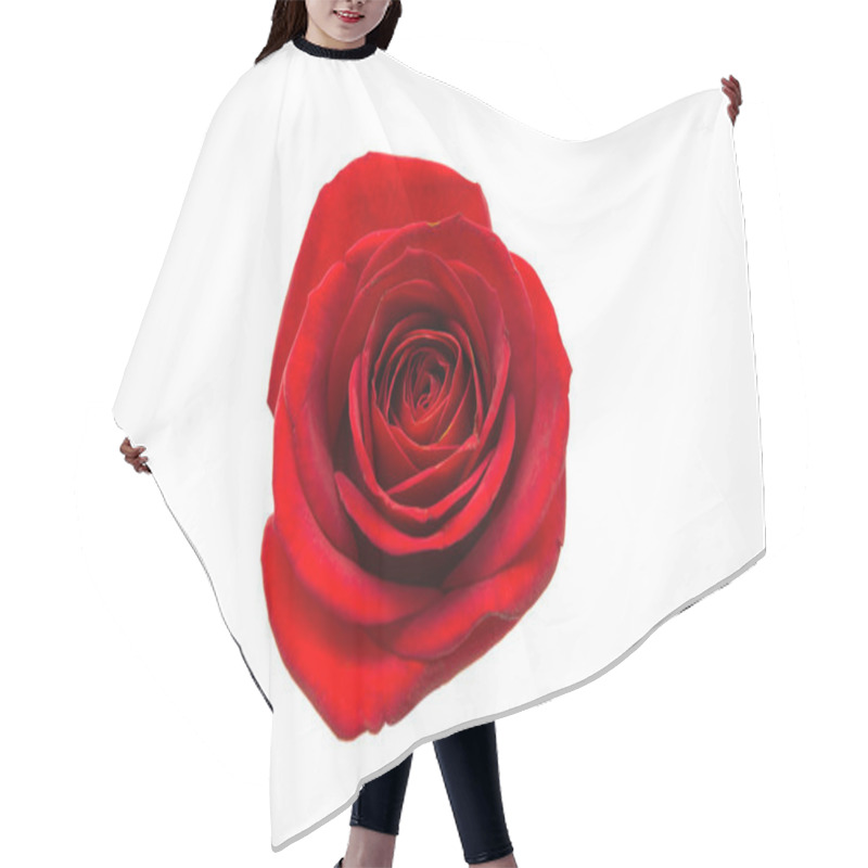 Personality   Red Rose Isolated  Hair Cutting Cape