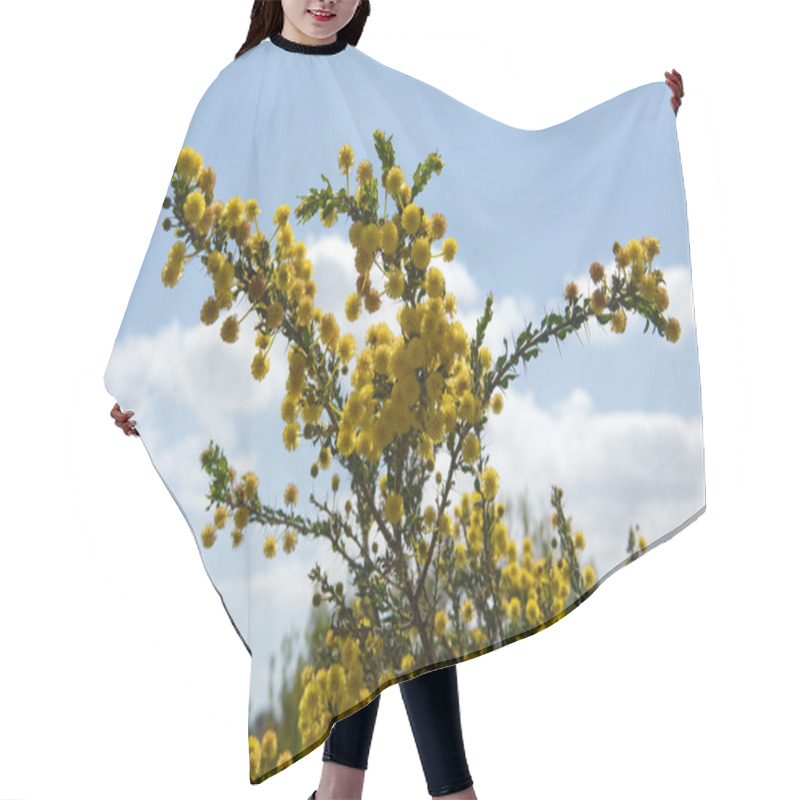 Personality  Australian Acacia Hair Cutting Cape