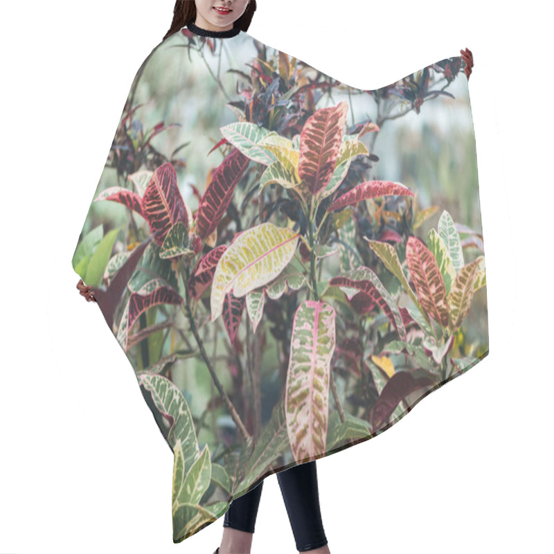 Personality  Plants With Red And Green Exotic Textured Leaves  Hair Cutting Cape