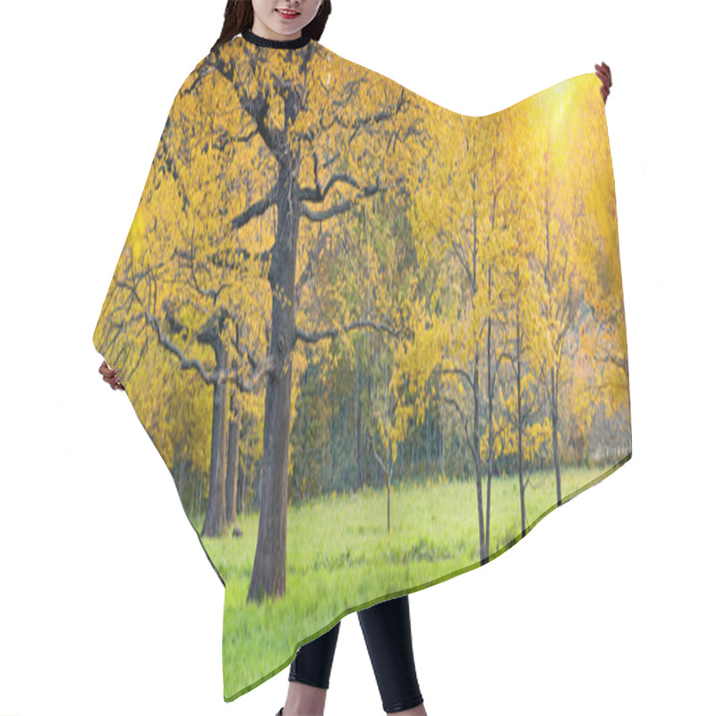 Personality  Sunny Park With Oak Hair Cutting Cape