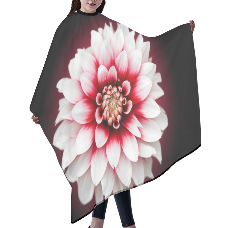 Personality  Close-up Of A Beautiful Fresh White Dahlia Flower With A Pink Core On A Black Isolated Background, Top View Hair Cutting Cape