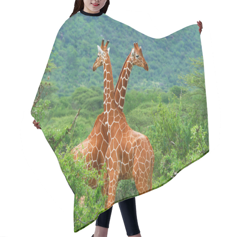 Personality  Fight Of Two Giraffes Hair Cutting Cape