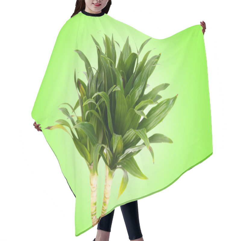 Personality  Dracaena Plant Against Gradient Background Hair Cutting Cape