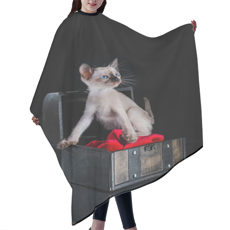 Personality  Burma Kitten. Portrait On A Black Background Hair Cutting Cape