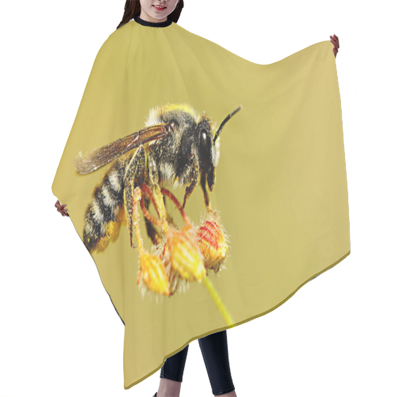 Personality  Megachile Is A Genus Of Bees In The Family Megachilidae Hair Cutting Cape