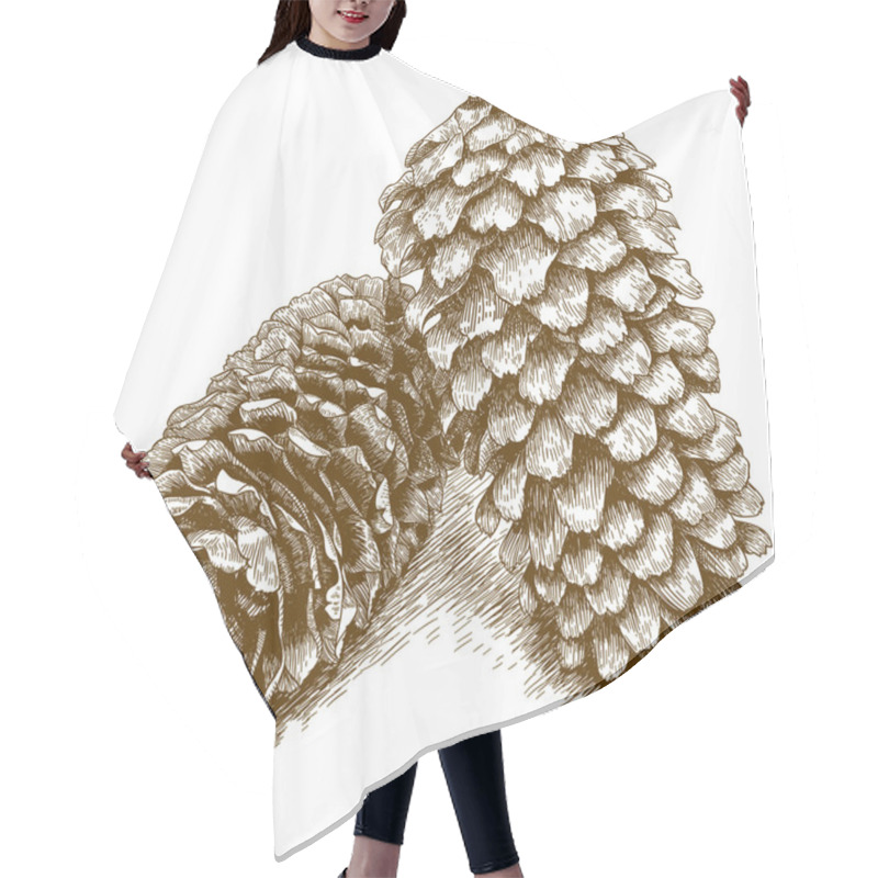 Personality  Engraving Illustration Of  Two Pine Cones Hair Cutting Cape