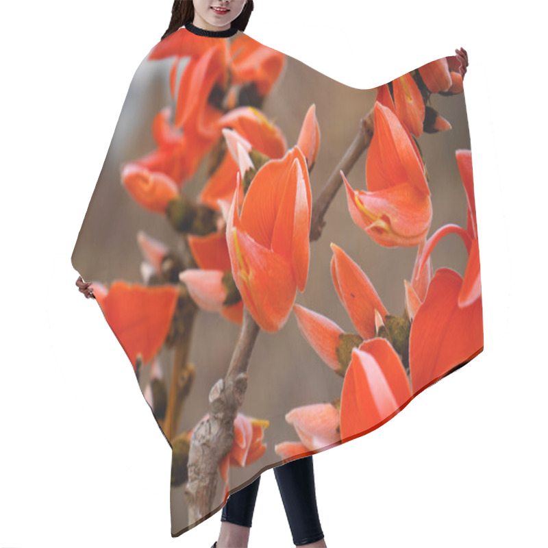 Personality  Butea Monosperma Or Palash Flower Hair Cutting Cape