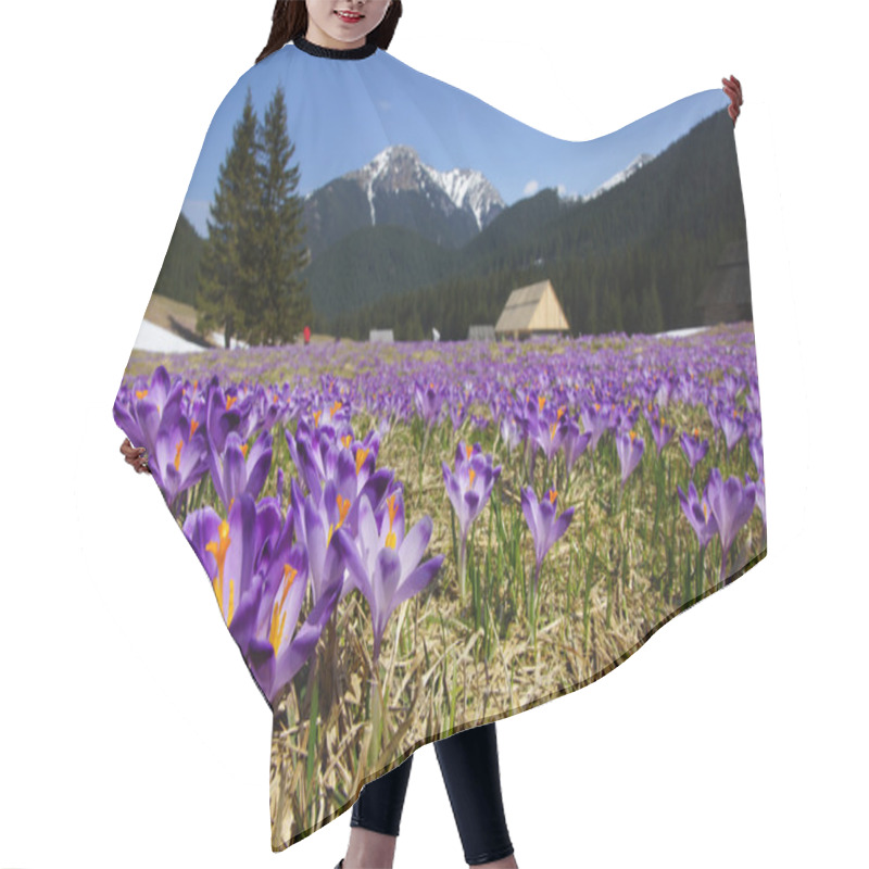 Personality  Crocuses In Chocholowska Valley, Tatra Mountain, Poland Hair Cutting Cape