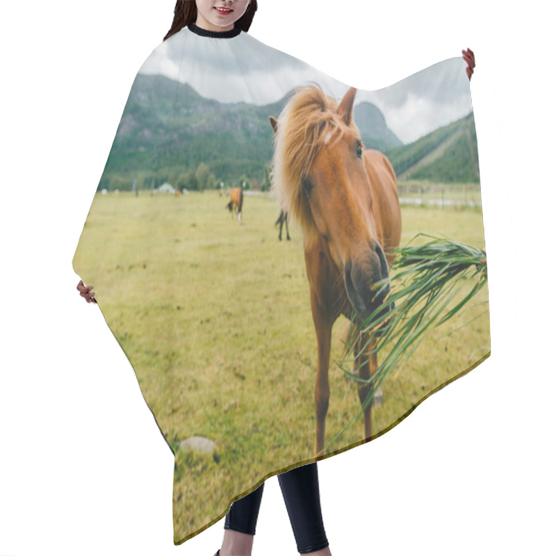 Personality  Wildlife In Norway. Scandinavian Fjord Beautiful Horses On Pasture Eat Grass On Field In Summer Rainy Weather. Cloudy Sky. Mountains On Background. Rocks. Funny Mammal Animals. Rural. Travel. Nature. Hair Cutting Cape