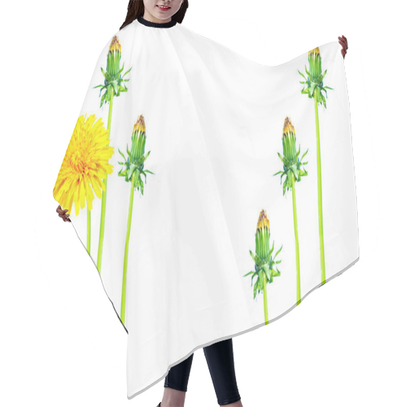 Personality  Fluffy Dandelion Flower Isolated On White Background. Hair Cutting Cape