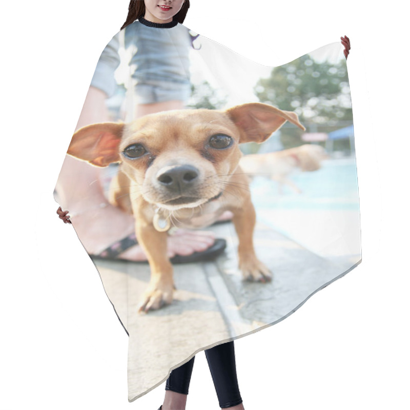 Personality  Chihuahua In Public Pool Hair Cutting Cape