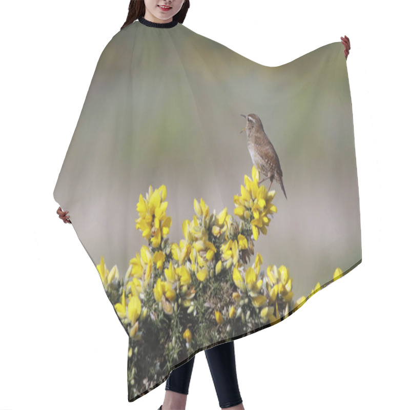 Personality  Wren Singing From A Gorse Bush In Spring Sunshine Hair Cutting Cape